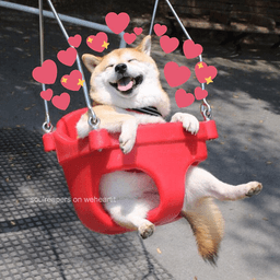 Wholesome: Joyful Dogo