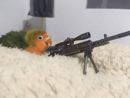 birbwithgun