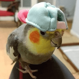 cute birb with a hat