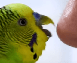 Birb_eat