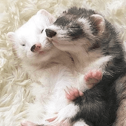 ferretlove