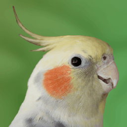 epik birb pic