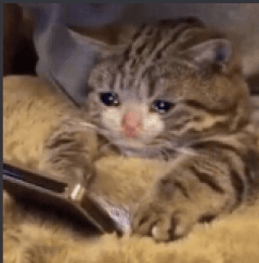 cat crying