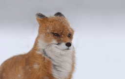 WIMDY FOX