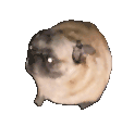 pug dance