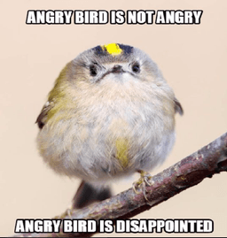 Disappointed Birb