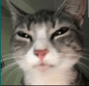 skeptical cat