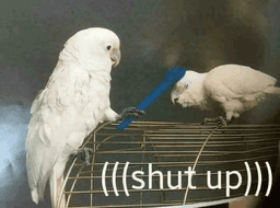 birb shut