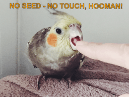 no seed = no touch hooman