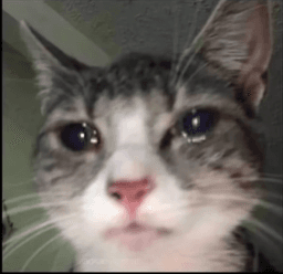 skepticalcatcrying