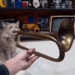 cat trumpet