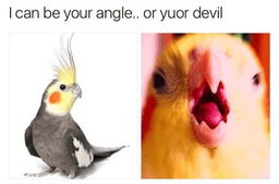 devil birb