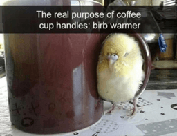 birb warmer