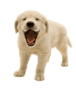 Dog Yawn