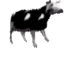 POLISH COW