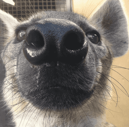 snorf