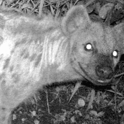 killer yeen