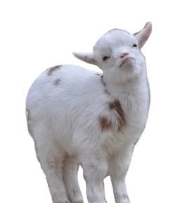 Smug goat