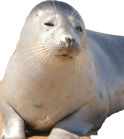 phoque
