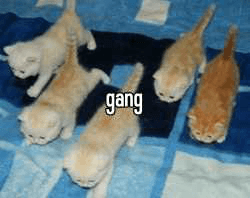 gang cat gang