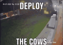 deploy the cows