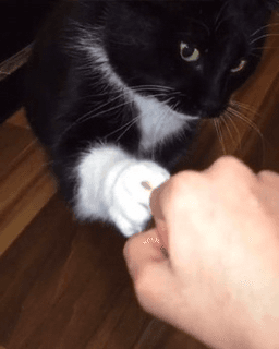 Fist bump 