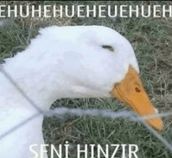 Hınzır