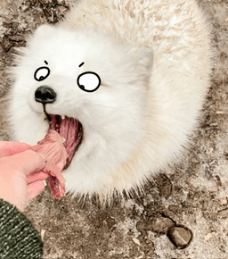 NOM!!