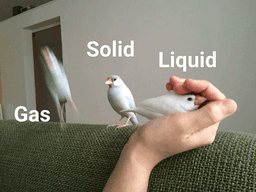 birb states of matter