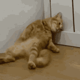 sad cat
