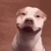 doggie
