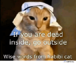 habibi cat