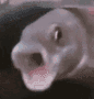 POGGERSFISH