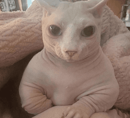 bingus