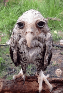 wet owl