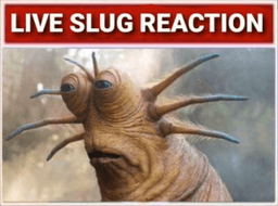 Live Slug Reaction