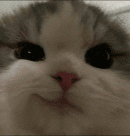 smug_cat