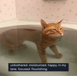 moisturized cat