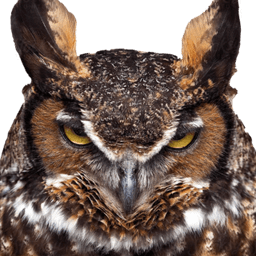 AngerOwl