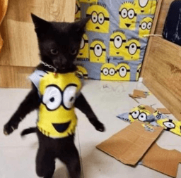 minion cat