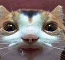 toecat