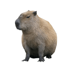 Capybara