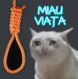 miau viata  | .gg/cox