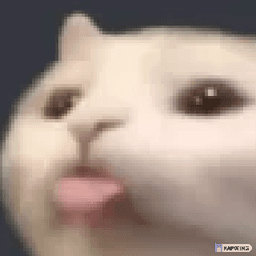 funni cat
