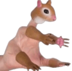 Hand Squirrel