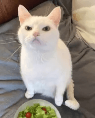 cat angry