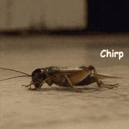 Crickets