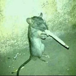 rat