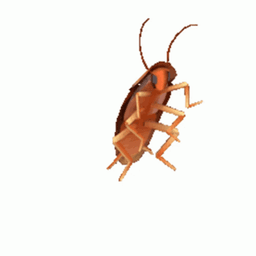 DancingRoach