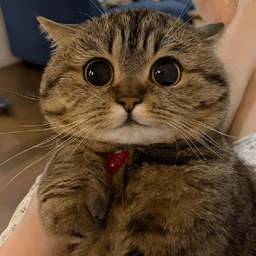 Kitty Stare